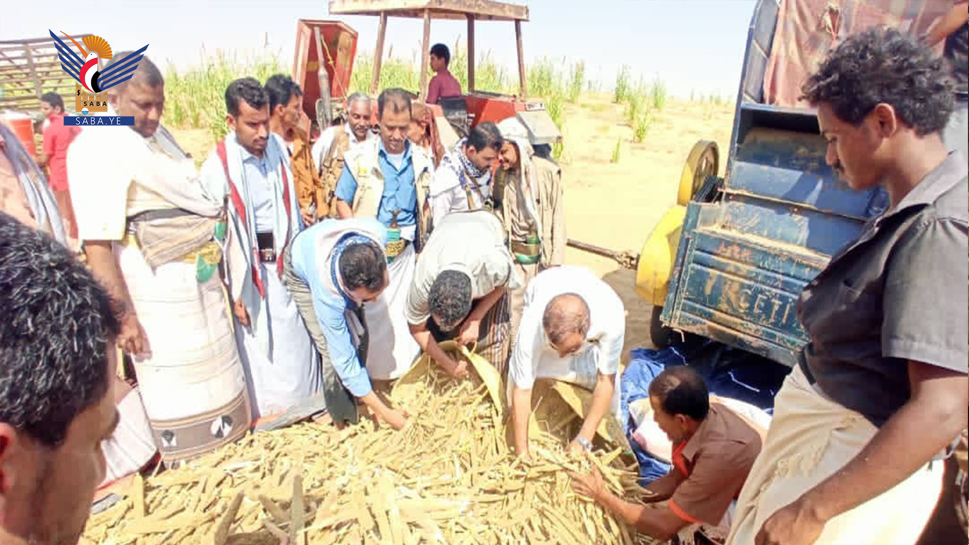 تدشين موسم حصاد الدخن في مديرية عبس محافظة حجة